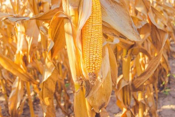 凌云玉1号（区试名称：毕玉16号）玉米品种简介，生育期158天