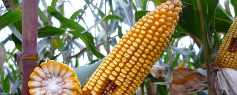 嘉乐玉998玉米种子介绍，夏播播平均生育期102.8天