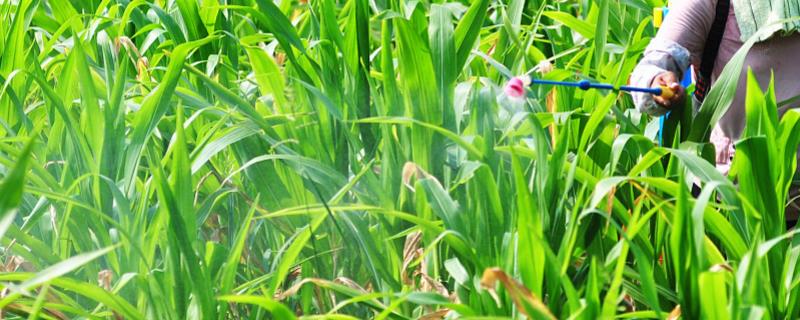 凌云玉1号（区试名称：毕玉16号）玉米品种简介，生育期158天