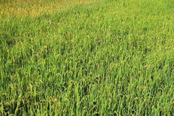 德盛优95水稻品种简介，该品种基部叶叶鞘绿色