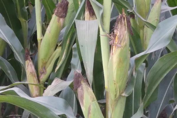 DL277玉米种子简介，适宜播期4月下旬至5月上旬