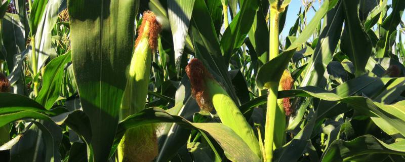 A1899玉米种子特点，适宜播期4月下旬至5月上旬