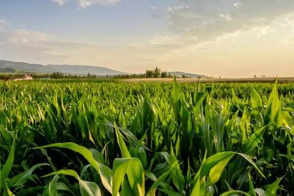 K1688玉米品种的特性，中抗大斑病