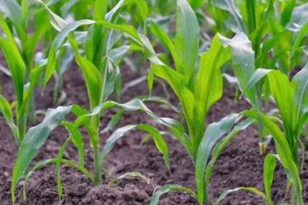 原玉1号玉米种子特征特性，2024年高抗茎腐病