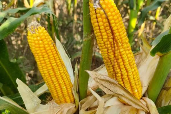 K1688玉米品种的特性，中抗大斑病