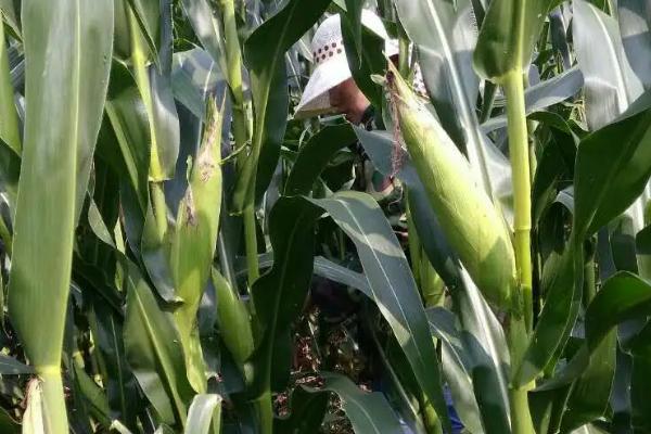 DL277玉米种子简介，适宜播期4月下旬至5月上旬