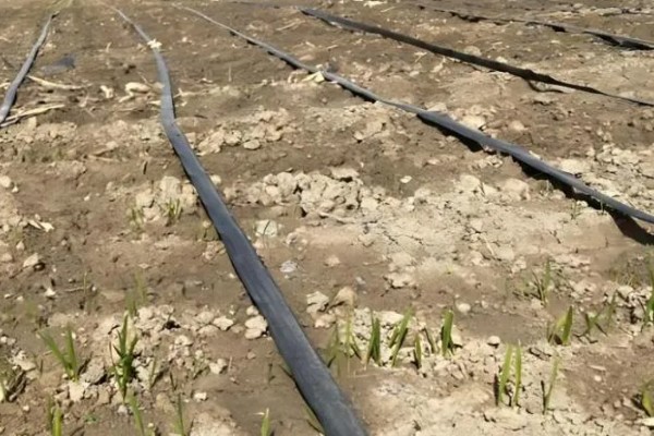 土壤通气性对土壤肥力的影响，会抑制作物根系进行呼吸作用