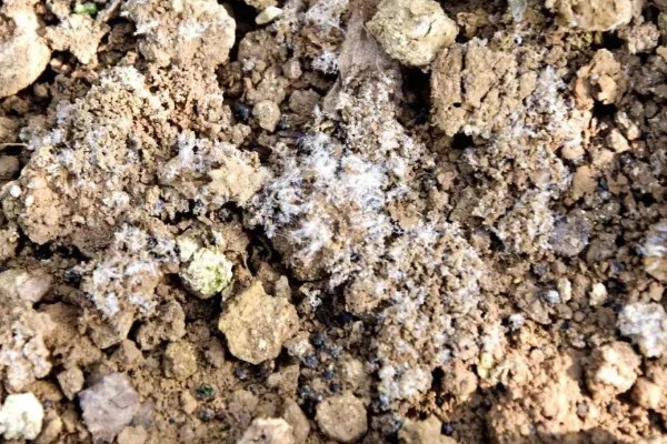 土壤通气性对土壤肥力的影响，会抑制作物根系进行呼吸作用