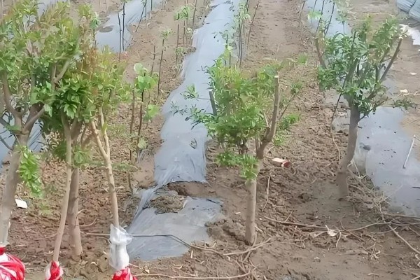 石榴树苗怎么栽培，种植时要让根系舒展