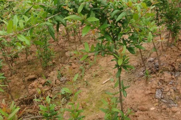 石榴树苗怎么栽培，种植时要让根系舒展