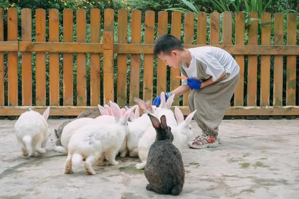 兔子能听懂主人的话吗，可以记住并理解一些简单的口令