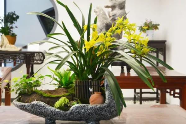 兰花怕不怕霜打，低于0℃可能会被冻伤