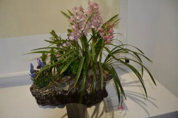 兰花怕不怕霜打，低于0℃可能会被冻伤