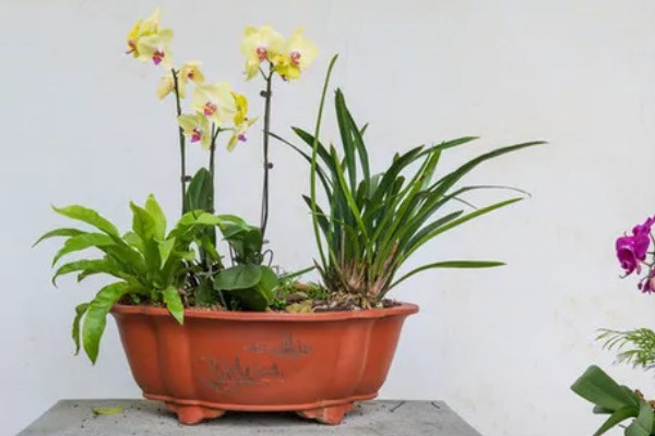 兰花怕不怕霜打，低于0℃可能会被冻伤