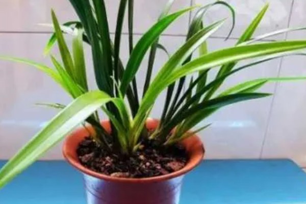 兰花怕不怕霜打，低于0℃可能会被冻伤