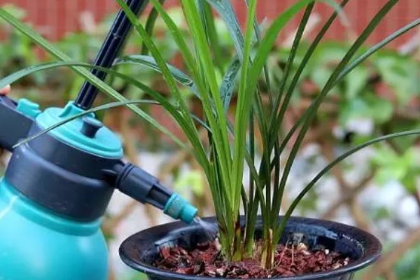 兰花怕不怕霜打，低于0℃可能会被冻伤