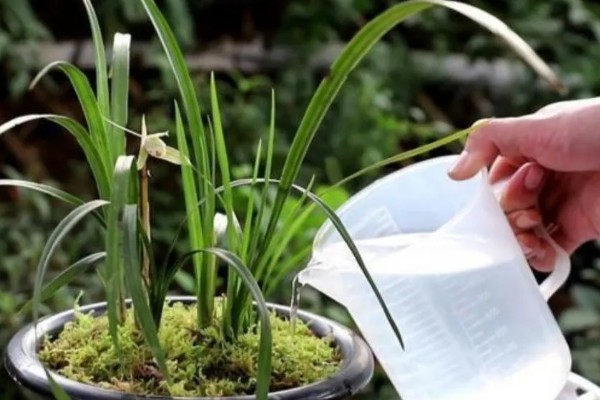 兰花怕不怕霜打，低于0℃可能会被冻伤