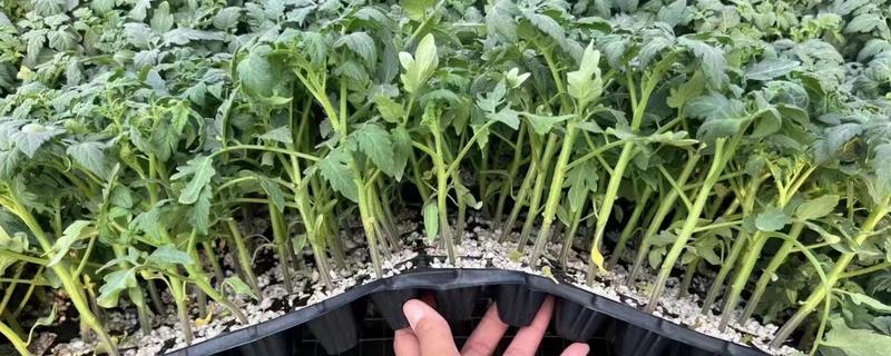 西红柿的幼苗期管理方法，将温度控制在25℃