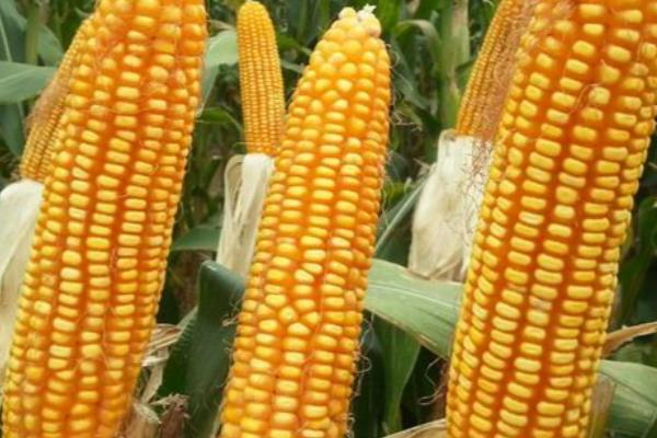 玉米种子什么品种好，推荐郑单958、先玉335等