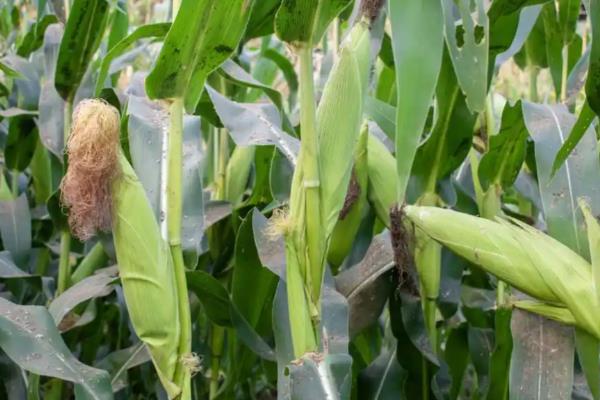 玉米种子什么品种好，推荐郑单958、先玉335等