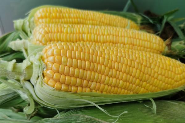 玉米种子什么品种好，推荐郑单958、先玉335等