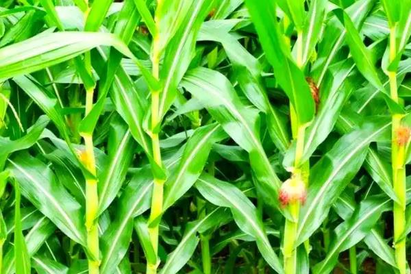 玉米种子什么品种好，推荐郑单958、先玉335等