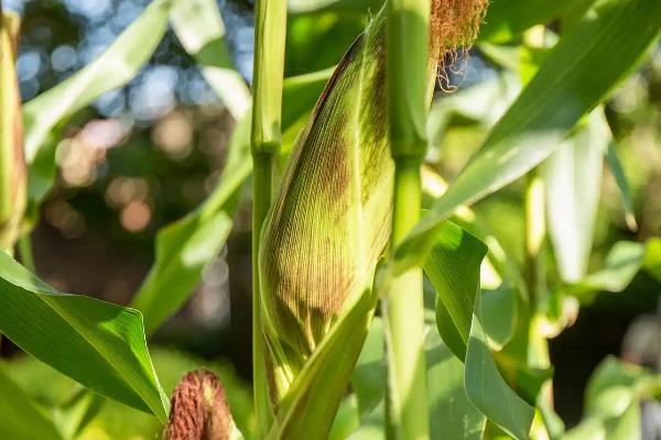 玉米种子什么品种好，推荐郑单958、先玉335等