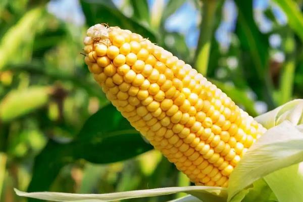 玉米种子什么品种好，推荐郑单958、先玉335等