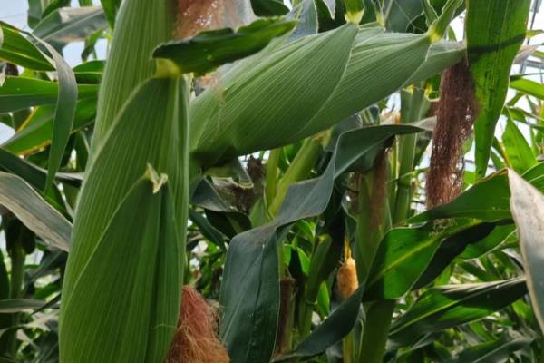 玉米种子什么品种好，推荐郑单958、先玉335等