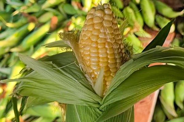 玉米种子什么品种好，推荐郑单958、先玉335等