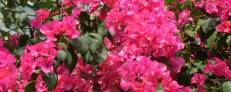 红仙丹怎么养殖，平时让盆土保持微湿