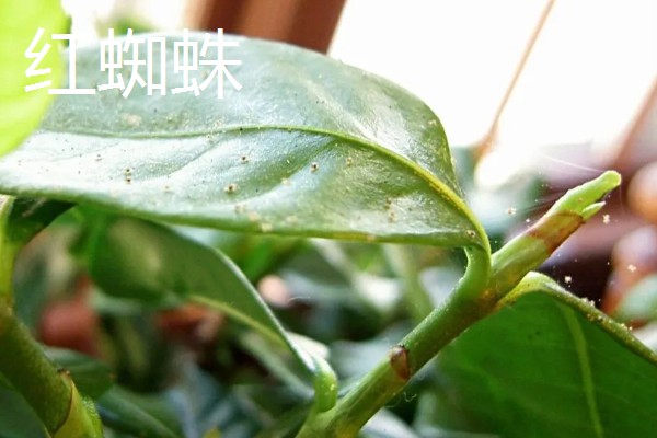 栀子花常见的病虫害，有红蜘蛛、蚧壳虫等