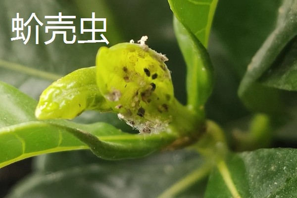 栀子花常见的病虫害，有红蜘蛛、蚧壳虫等