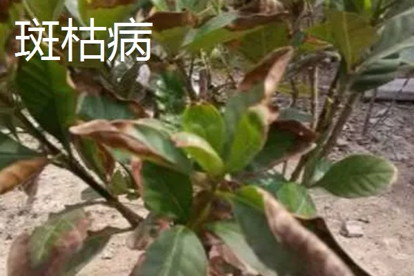 栀子花常见的病虫害，有红蜘蛛、蚧壳虫等