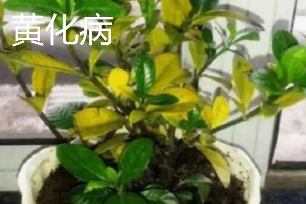 栀子花常见的病虫害，有红蜘蛛、蚧壳虫等