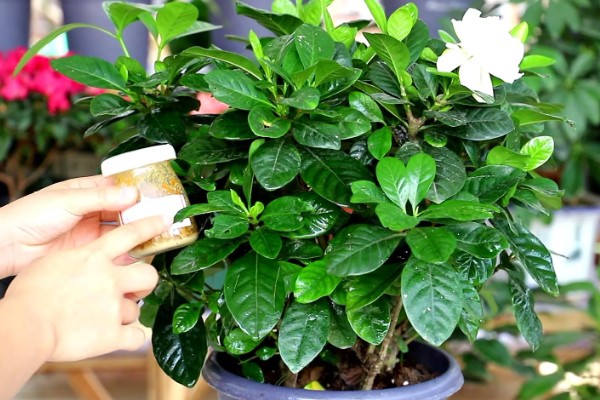 栀子花常见的病虫害，有红蜘蛛、蚧壳虫等