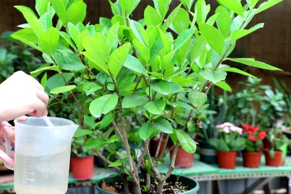 栀子花常见的病虫害，有红蜘蛛、蚧壳虫等