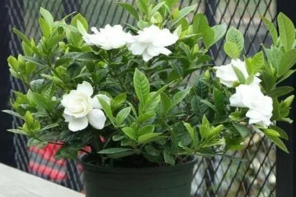 栀子花常见的病虫害，有红蜘蛛、蚧壳虫等