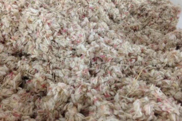 千日红怎么播种，与草木灰拌在一起撒播