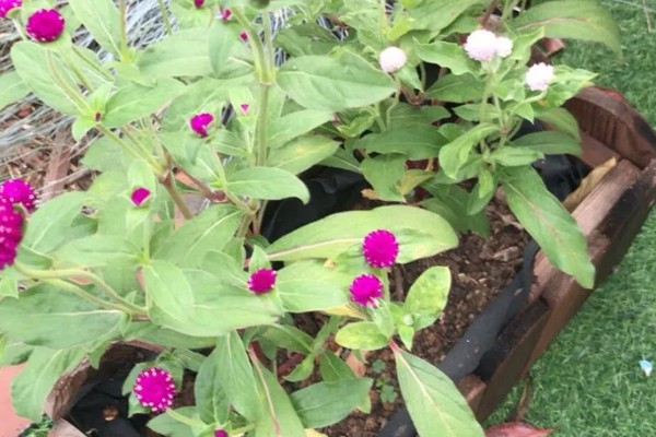 千日红怎么播种，与草木灰拌在一起撒播