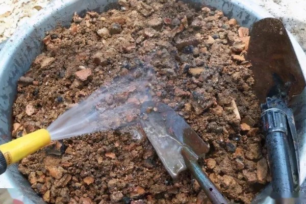 千日红怎么播种，与草木灰拌在一起撒播