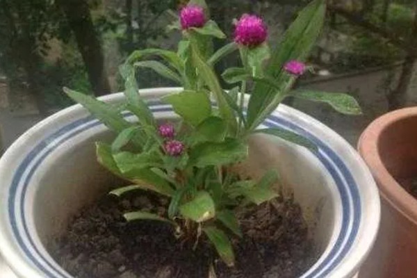 千日红怎么播种，与草木灰拌在一起撒播