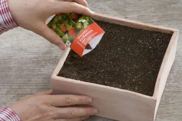 千日红怎么播种，与草木灰拌在一起撒播