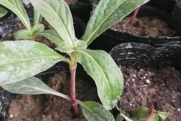 千日红怎么播种，与草木灰拌在一起撒播