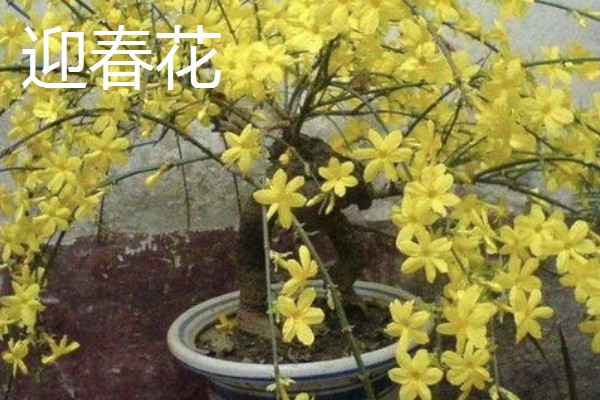 连翘和迎春花有什么区别，前者是连翘属、后者是素馨属