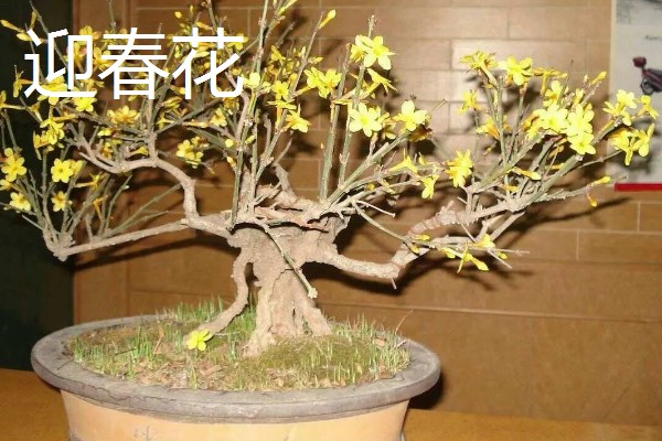 连翘和迎春花有什么区别，前者是连翘属、后者是素馨属