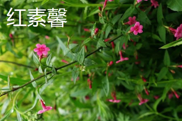 连翘和迎春花有什么区别，前者是连翘属、后者是素馨属