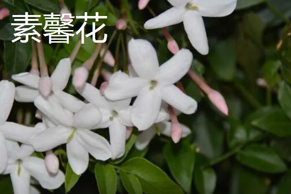 连翘和迎春花有什么区别，前者是连翘属、后者是素馨属