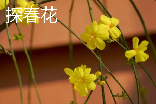 连翘和迎春花有什么区别，前者是连翘属、后者是素馨属