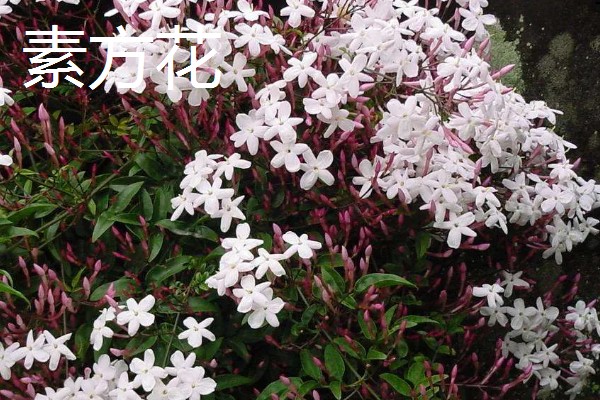 连翘和迎春花有什么区别，前者是连翘属、后者是素馨属